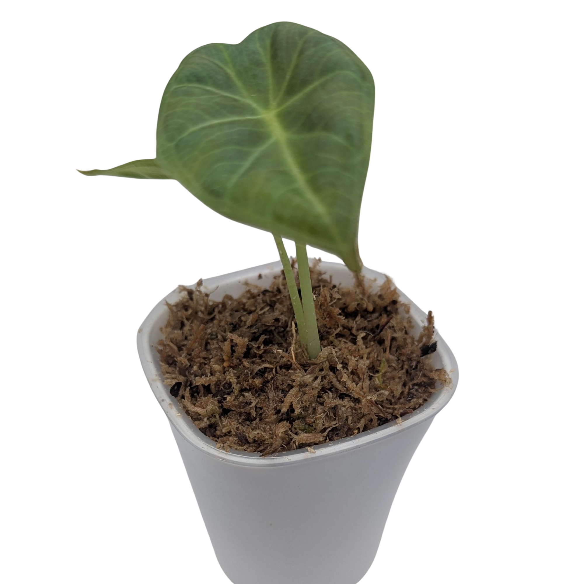 Baby Alocasia Odora Regal Shields 5